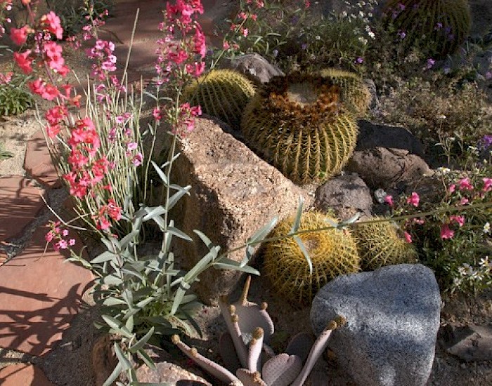 desert native landscaping