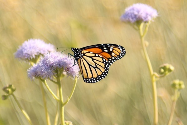 Western Monarch at The Living Desert