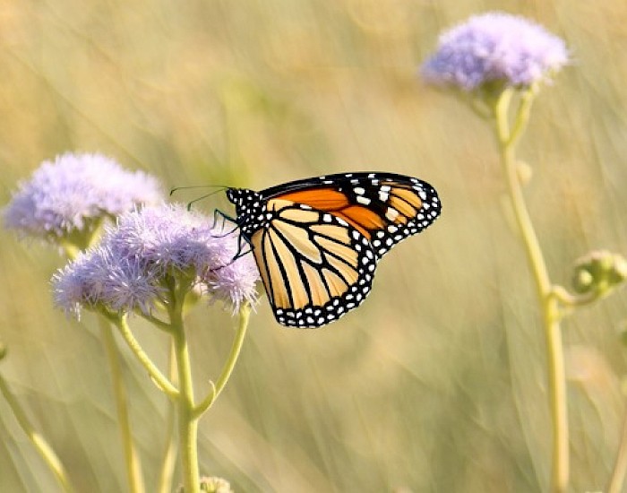 Western Monarch at The Living Desert