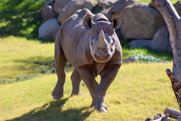 Black rhino at The Living Desert