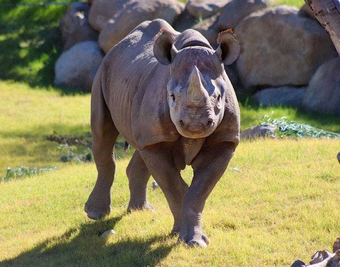 Black rhino at The Living Desert