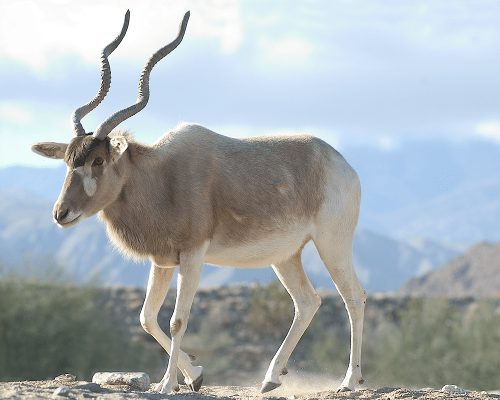 Addax header