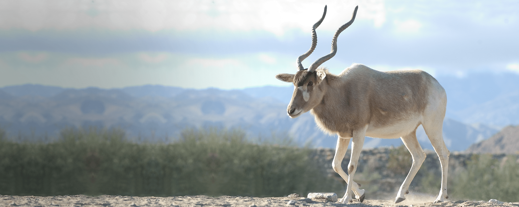 Addax header