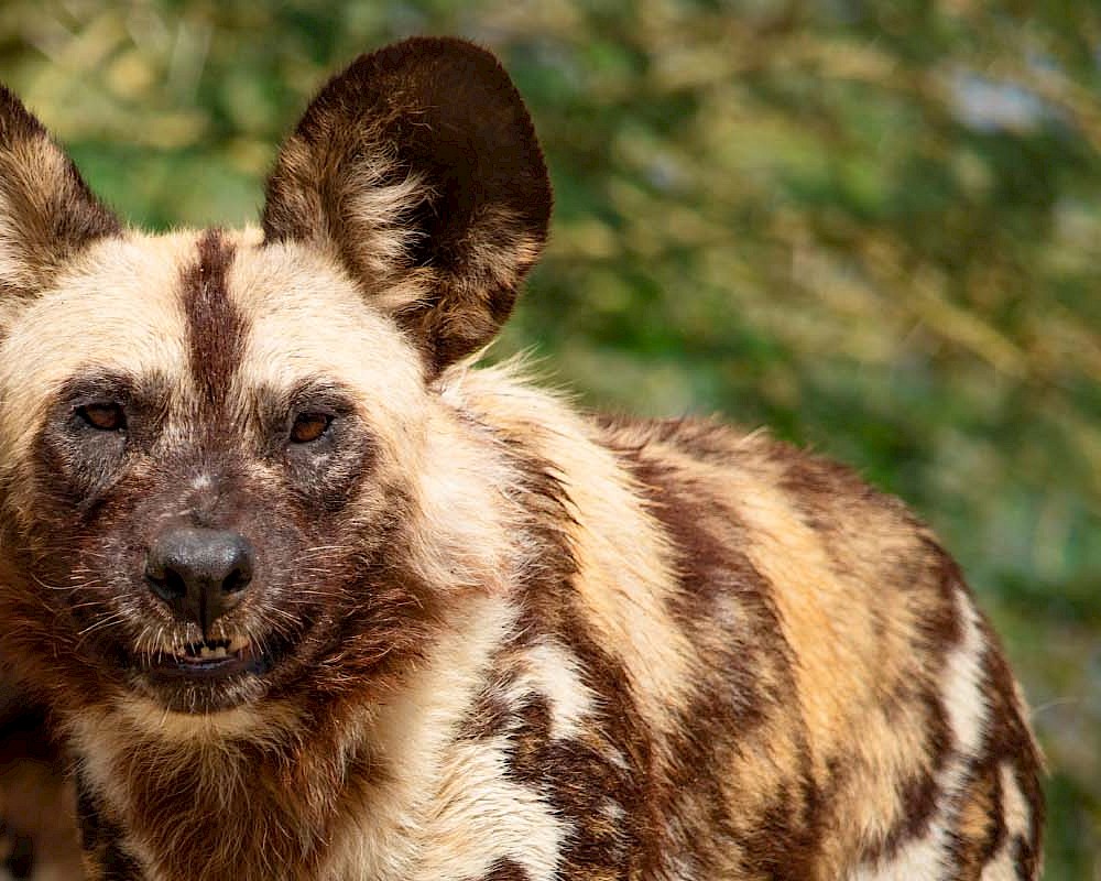 African Wild Dogs