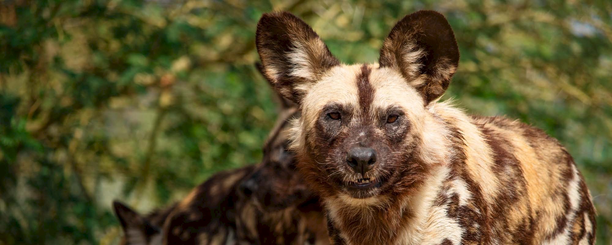 African Wild Dogs