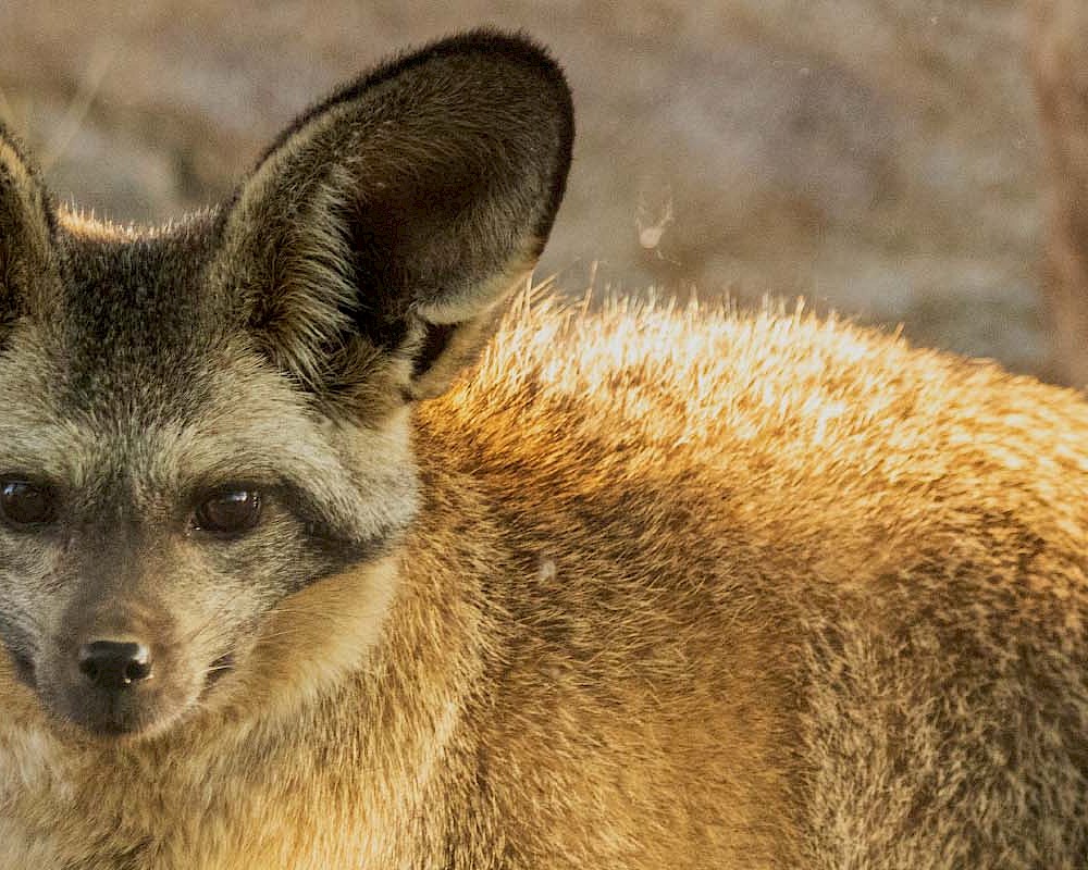 Bat Eared Fox