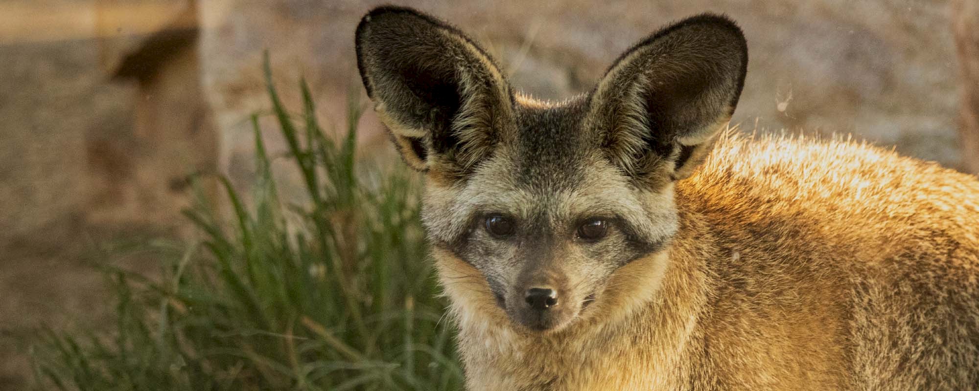 Bat Eared Fox