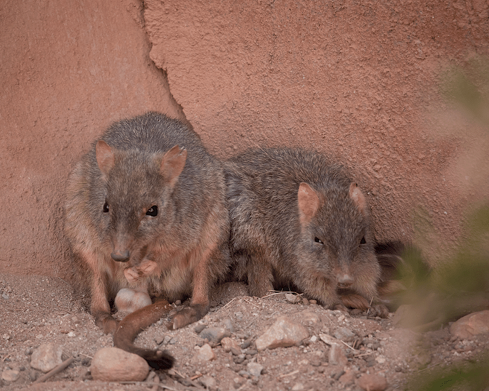 Bettong Header