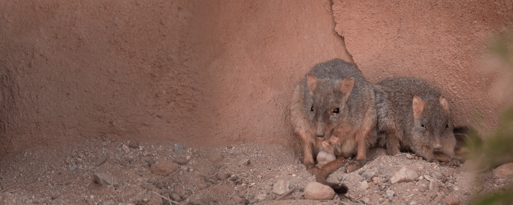 Bettong Header