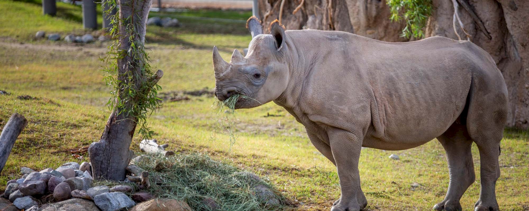 Black Rhino Header