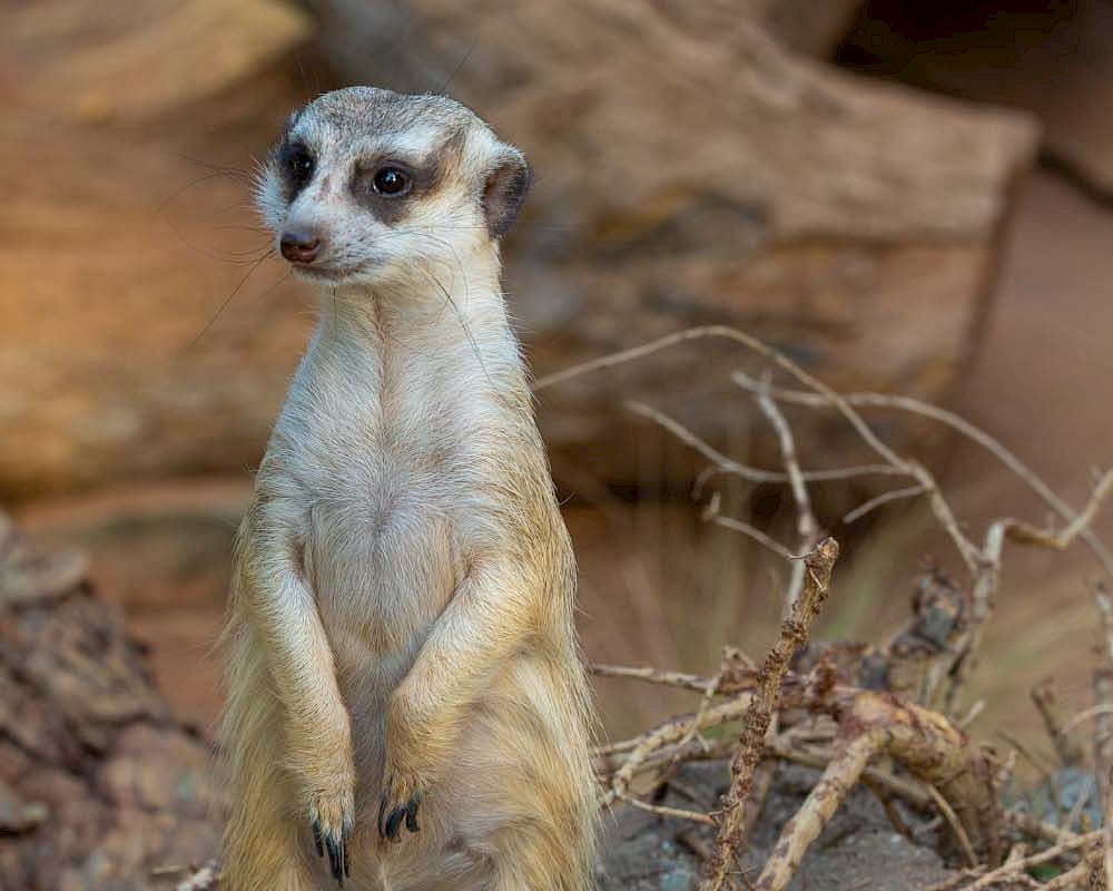 Meerkat Header