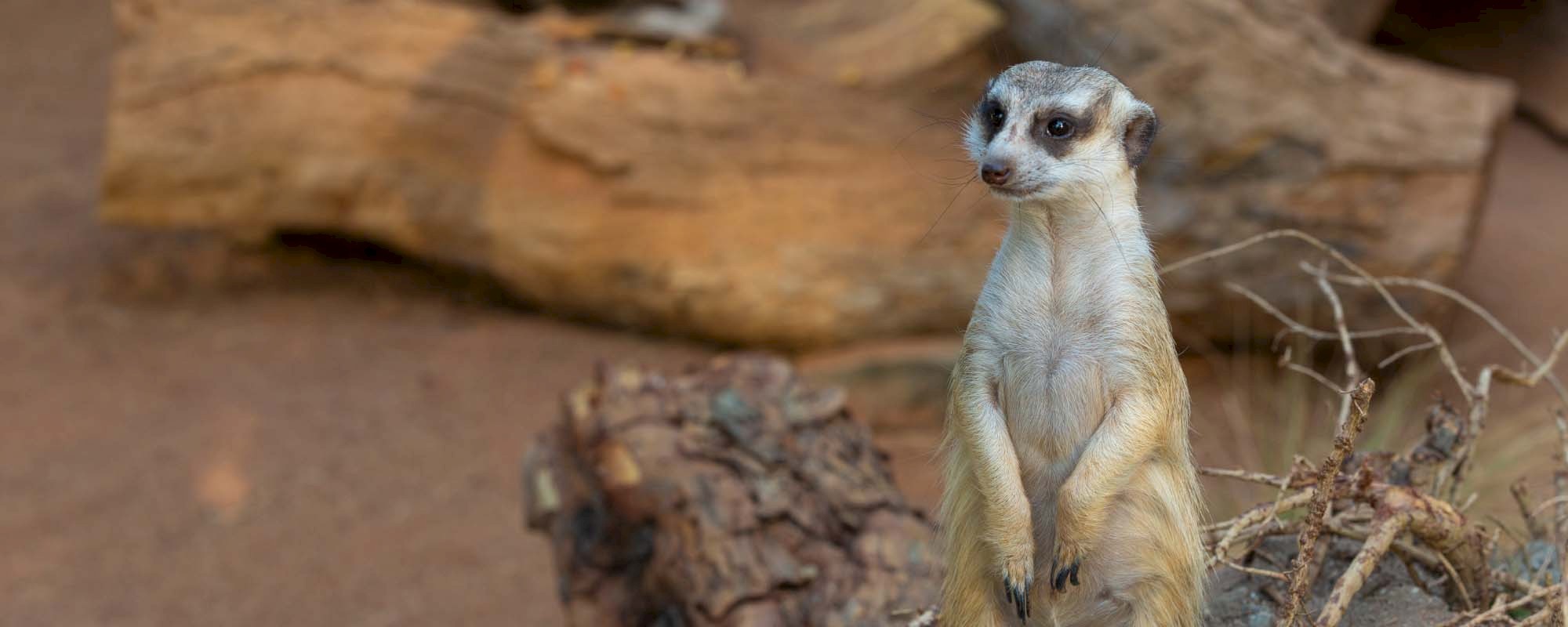 Meerkat Header