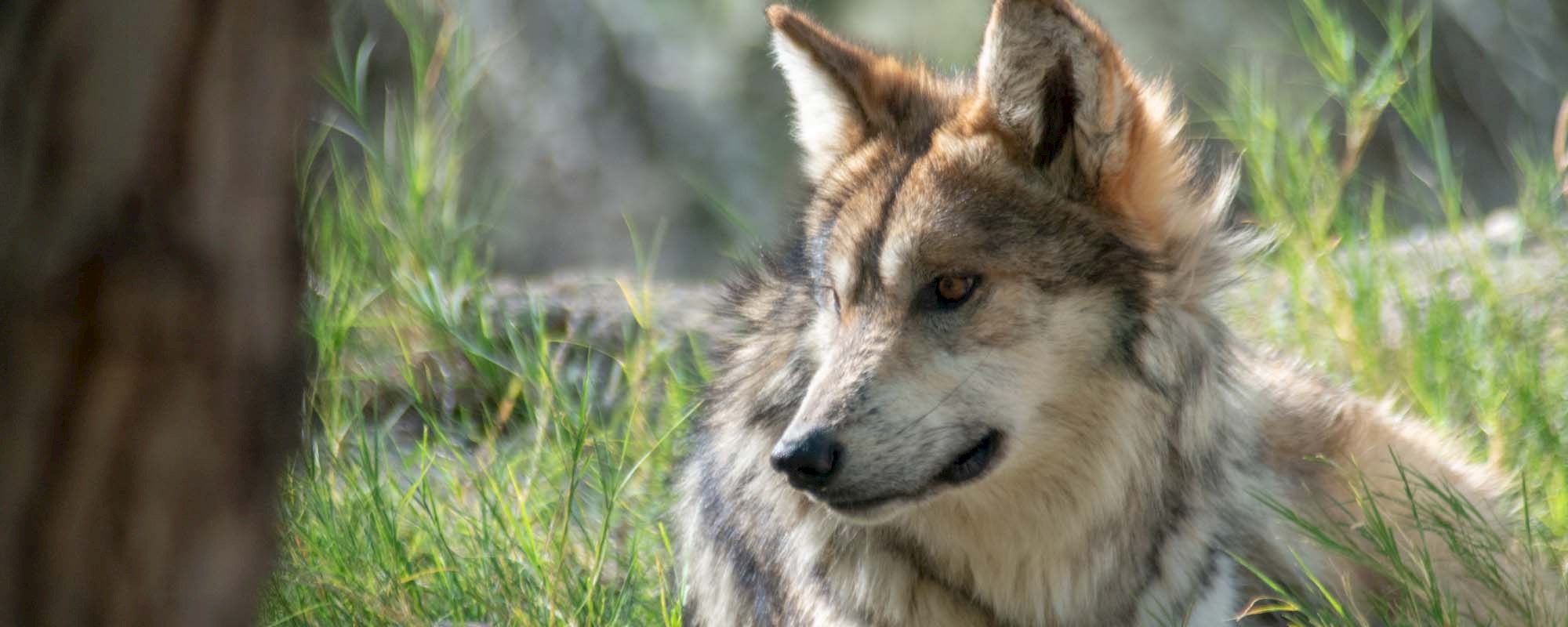 Mexican Wolf Header