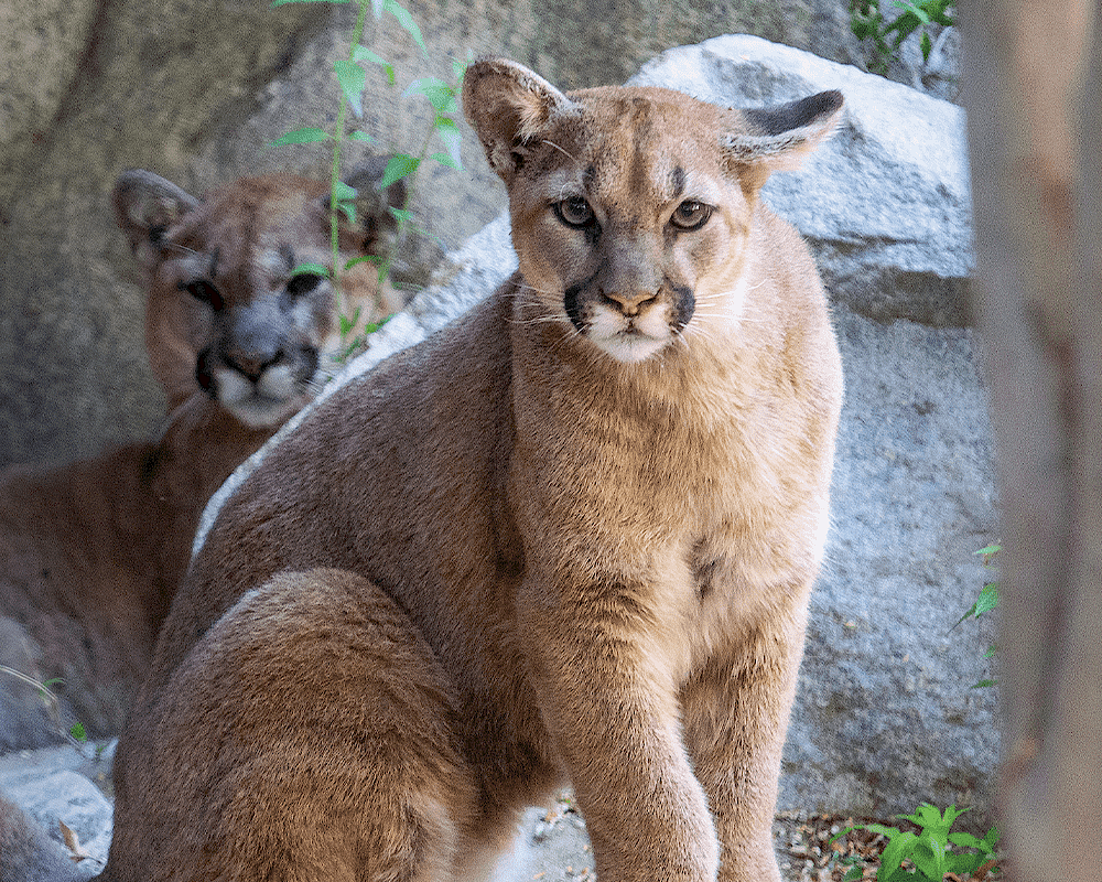 Mountain Lion Header