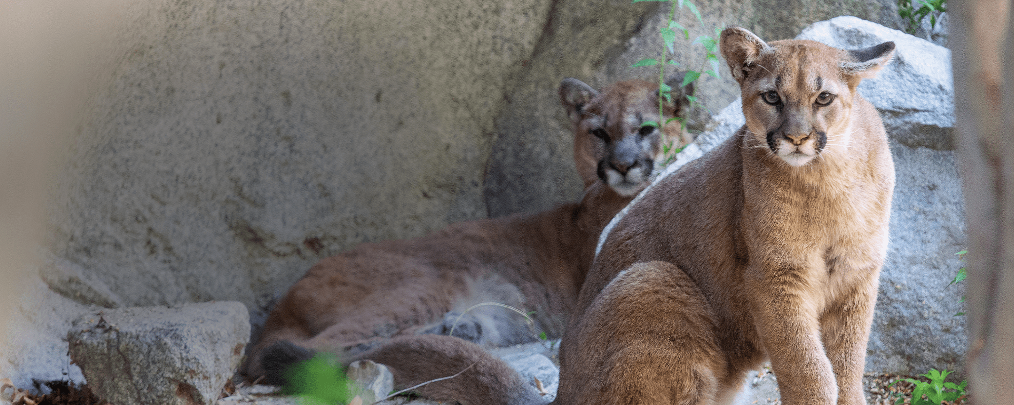 Mountain Lion Header