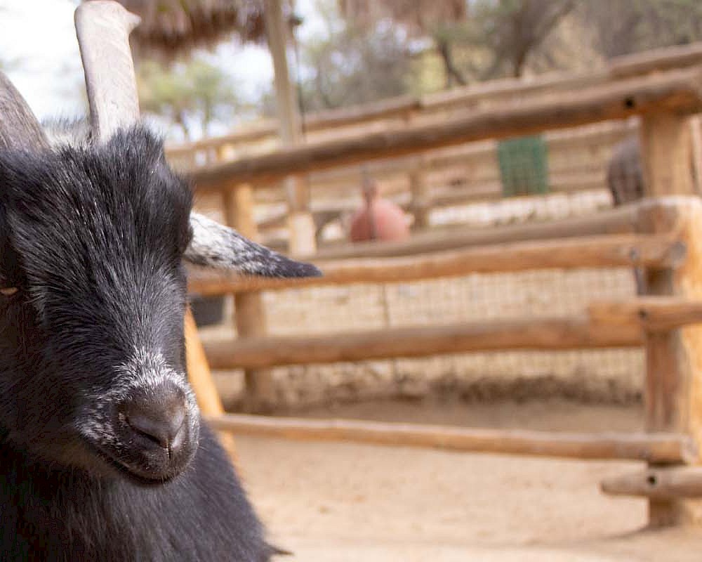 Nigerian Dwarf Goat Header