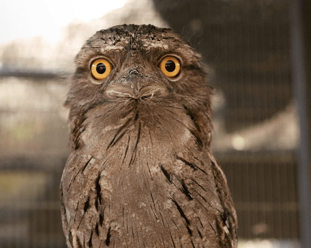 Tawny Frogmouth Header