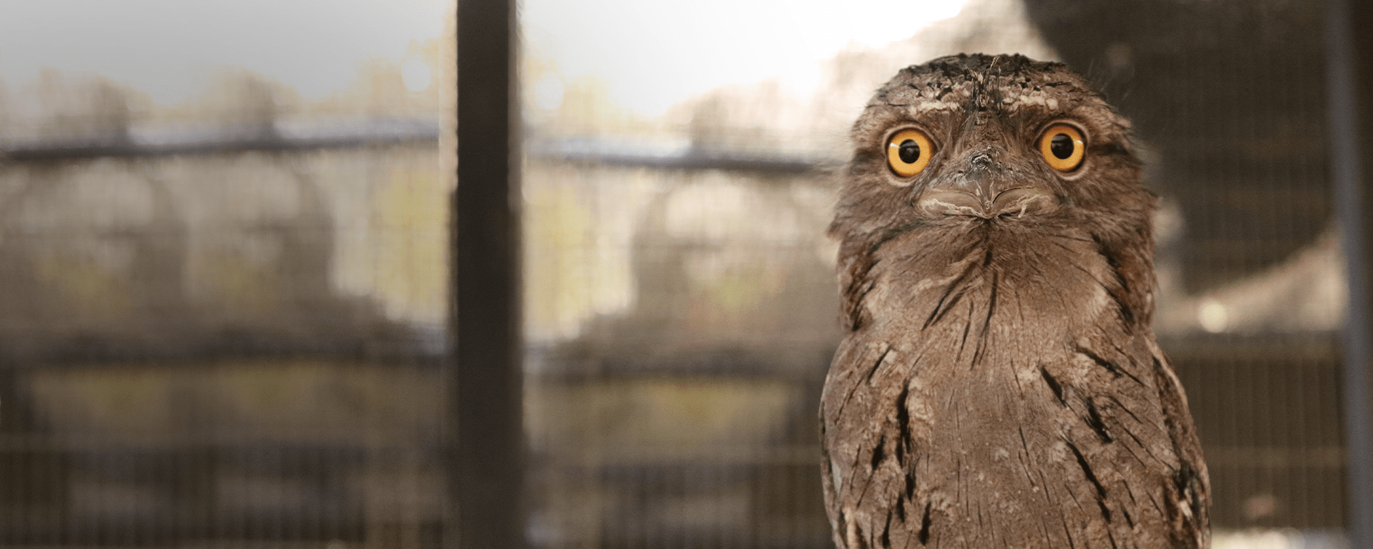 Tawny Frogmouth Header