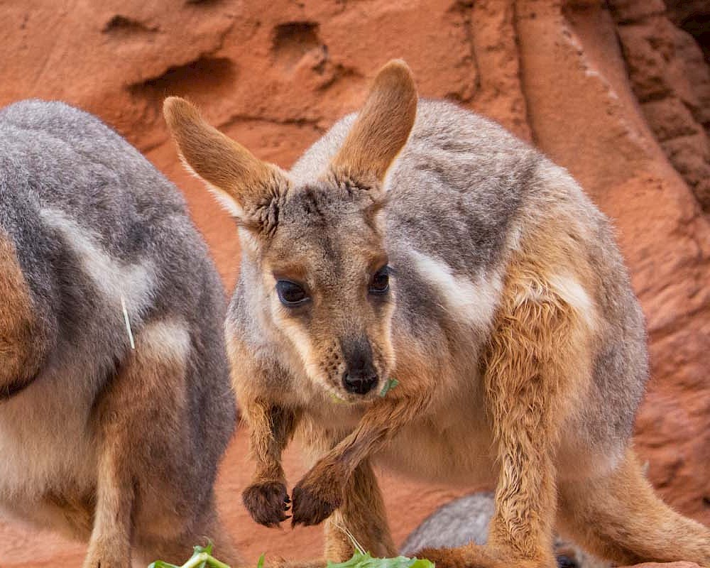 Yellow Footed Wallaby Header