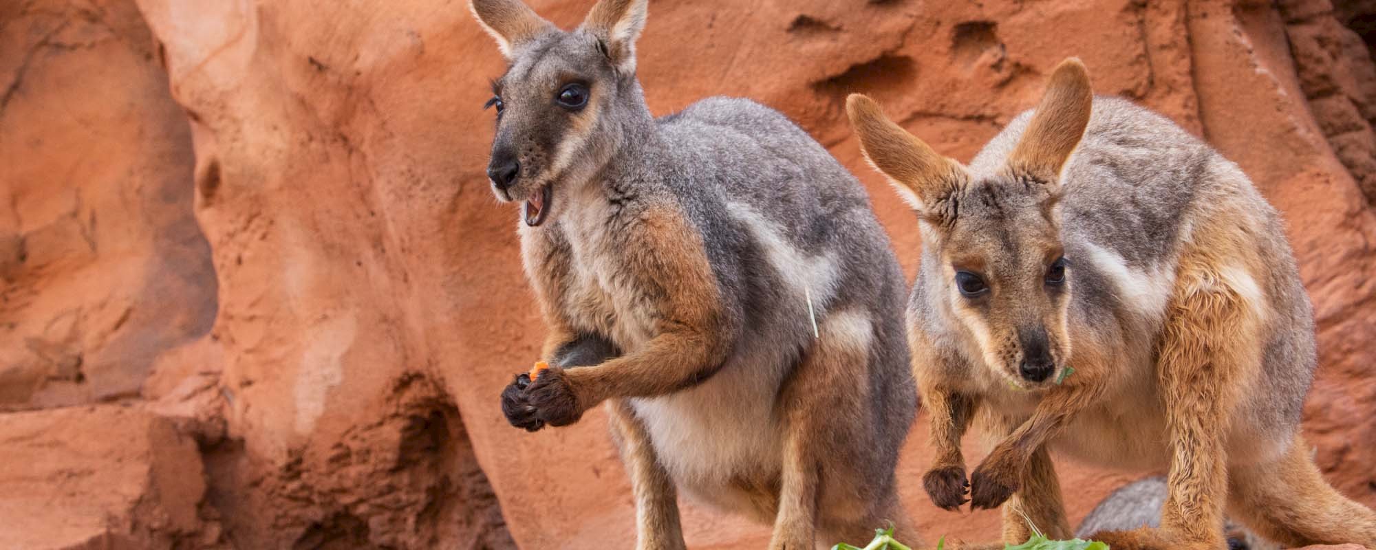 Yellow Footed Wallaby Header