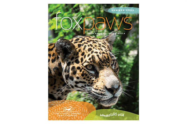 The Living Desert's Summer 2023 issue of FoxPaws.