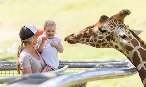 Giraffe Feeding