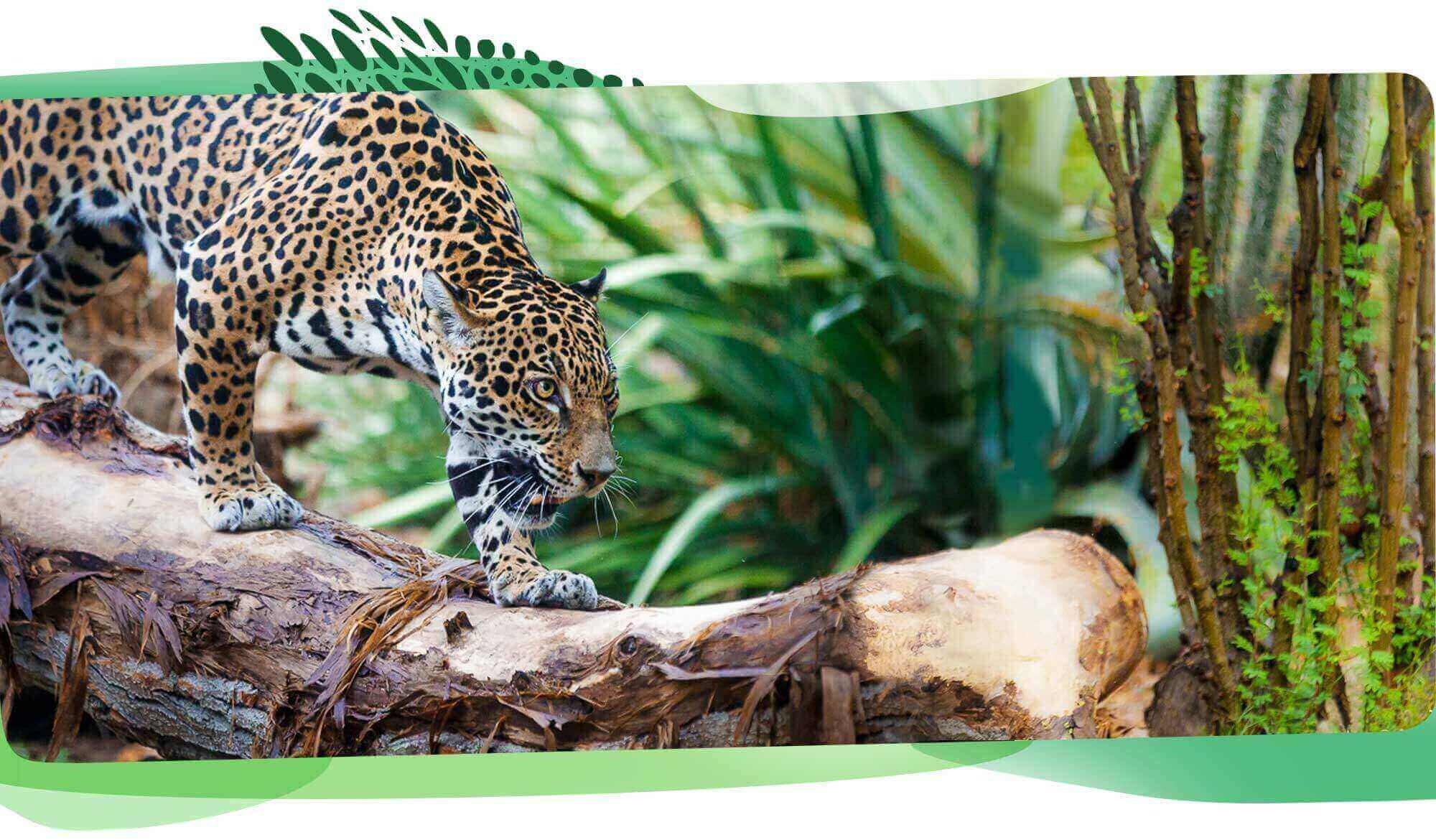 Leopard at The Living Desert