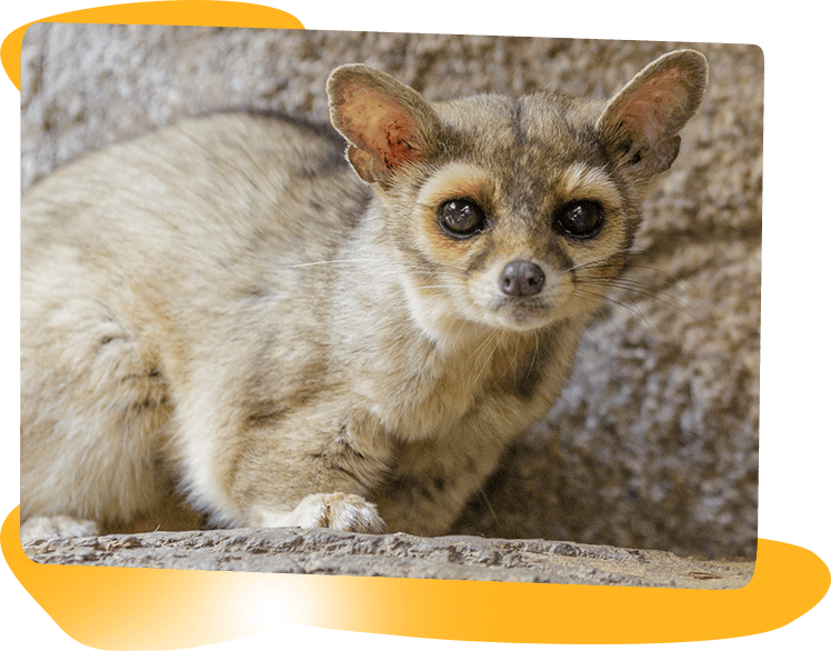 Ringtail at The Living Desert